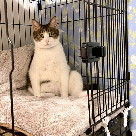 ケージの中に入る猫