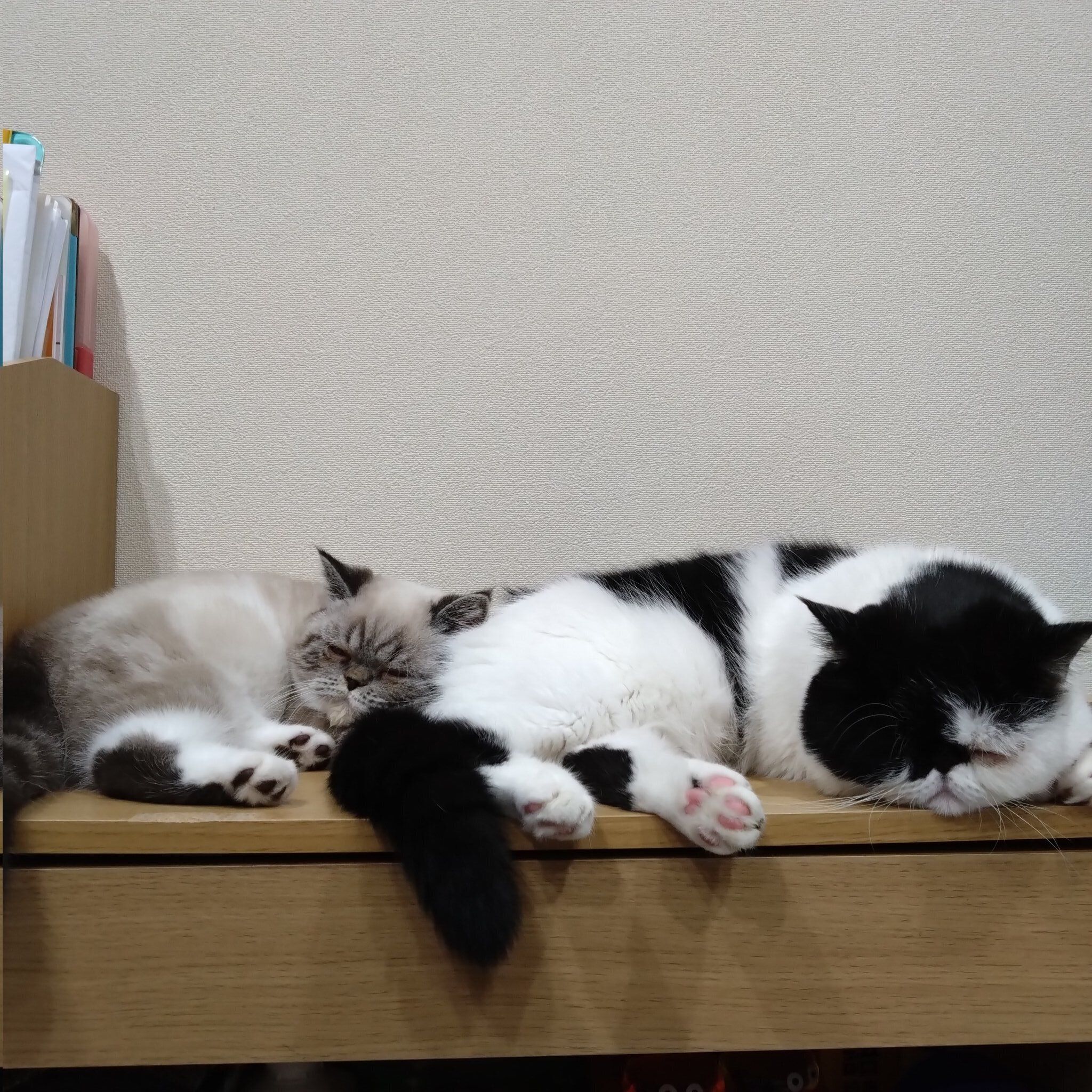 寝ている2匹のエキゾチックショートヘア