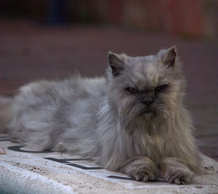 ペア猫さん(昭和レトロ オス黒、メス白) ペア猫さん(昭和レトロ オス黒、メス白) ペア猫さん(昭和レトロ オス黒、