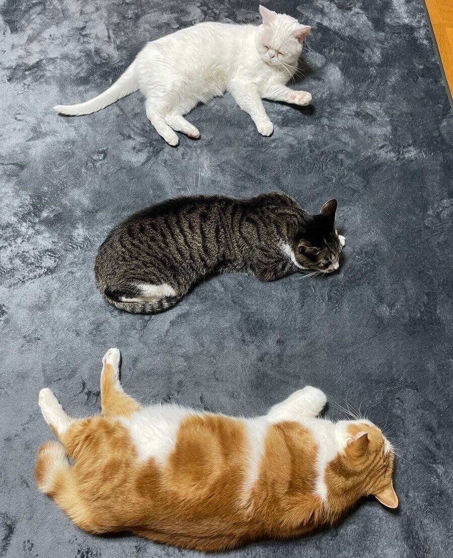 ホットカーペットの上の3匹（全体）