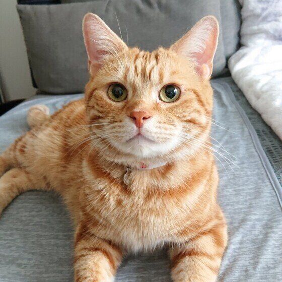 まったりするアメリカンショートヘア