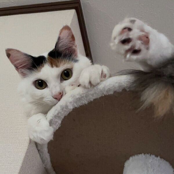 キャットタワーに登るエリスちゃん