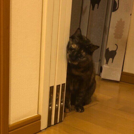 扉にスリスリするMIXの女の子