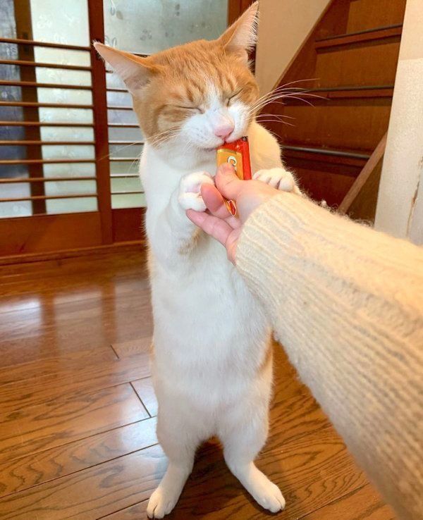ちゅ〜るを立ち食いするポン太ちゃん