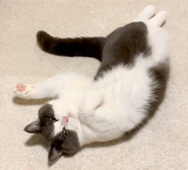 ヘソ天するおもちちゃん