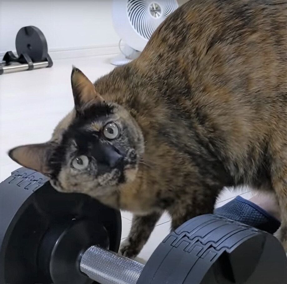 筋トレグッズにすりすりするモモちゃん