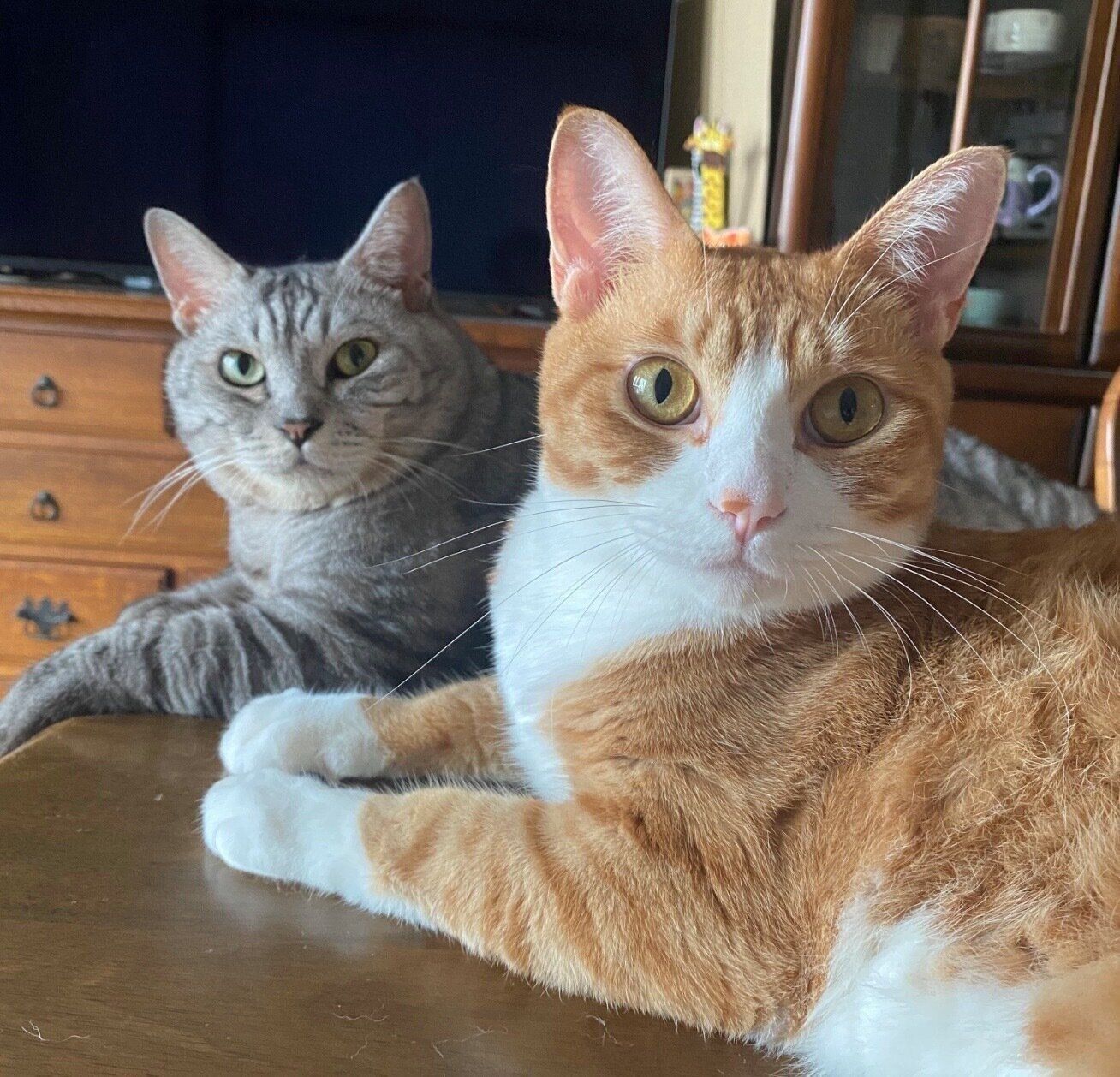 まったりするチャイくん、兄猫・ぐー太くん