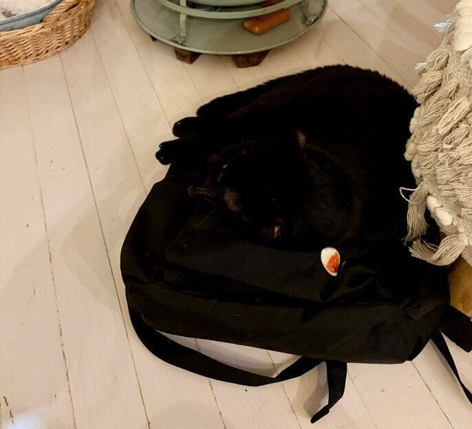 リュックの上に乗っている猫