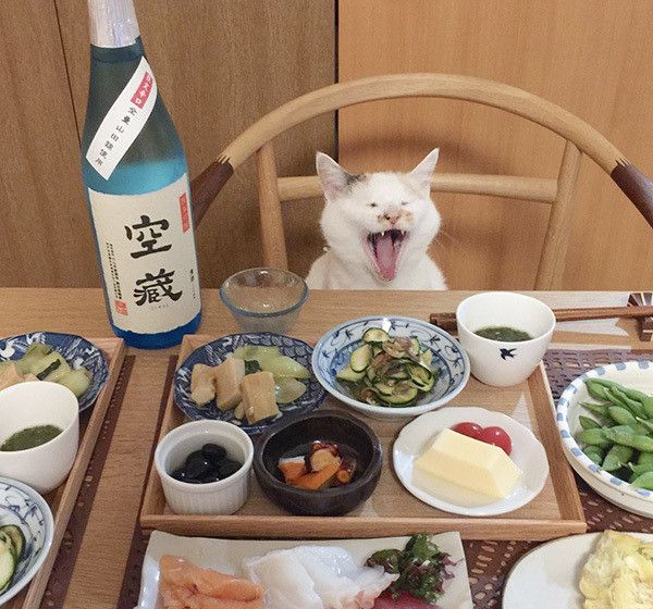 ごはんと猫