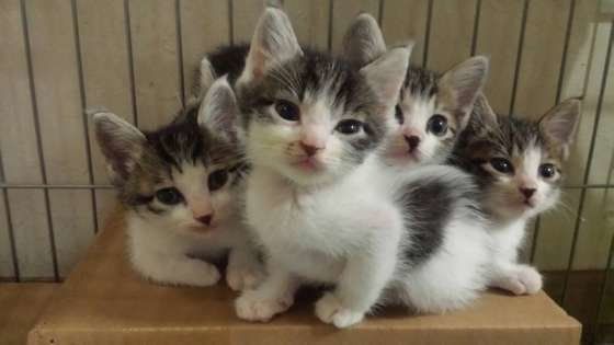 チューチュートレインしている6匹兄弟