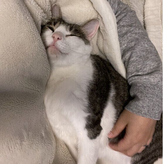 飼い主さんと添い寝する猫