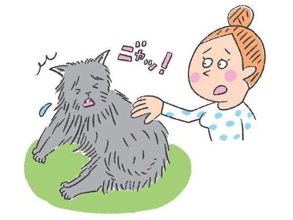 「噛む引っかく」をしやすい猫の特徴