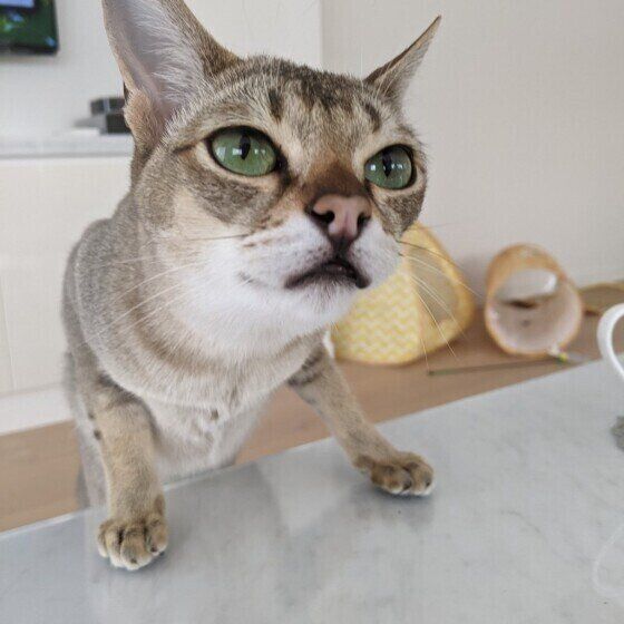 ニオイをくんくん嗅ぐシンガプーラ