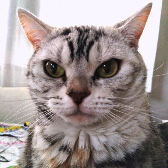 見つめるアメリカンショートヘア