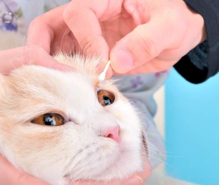 綿棒で眼軟膏を塗られる猫