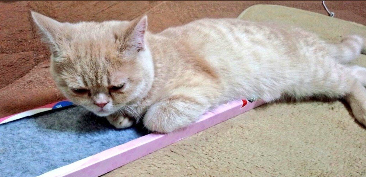 爪とぎで休むマオちゃん