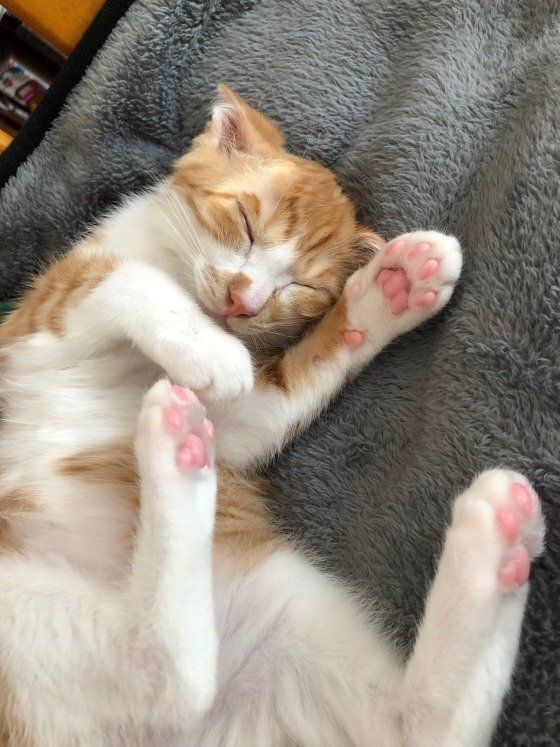 癒される寝顔♡セナくん