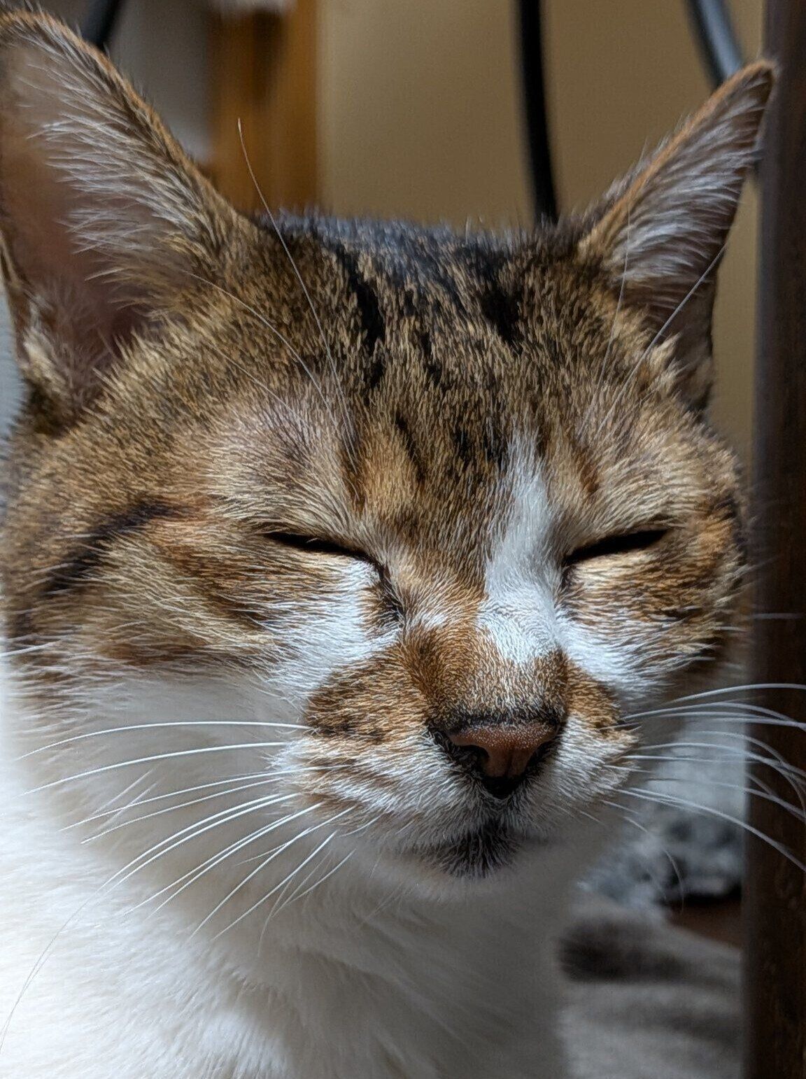 「安心しきったとろんとした寝顔を見せてくれるところが魅力のひとつ」というベルちゃん