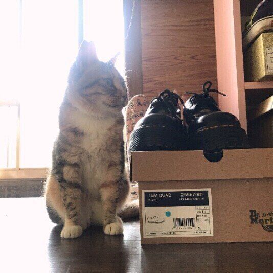 MIXキジトラのはっさくちゃん