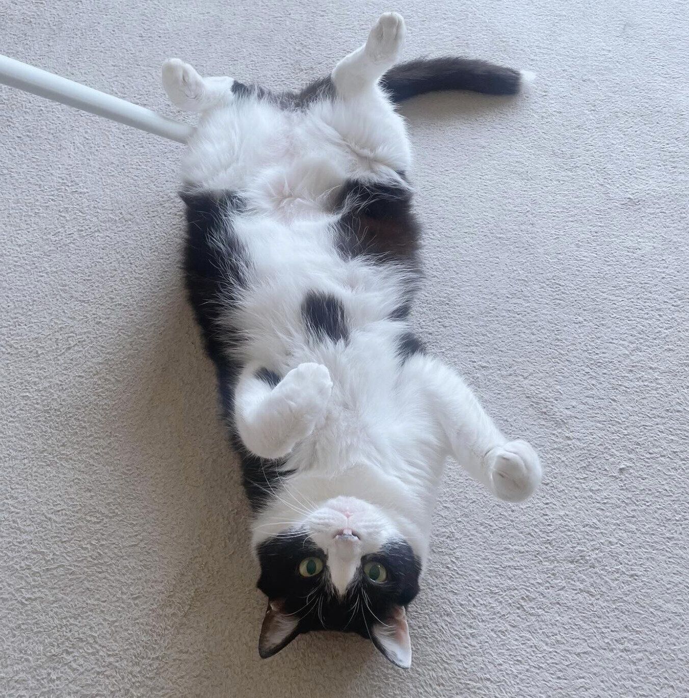 寝転がる虎徹くん