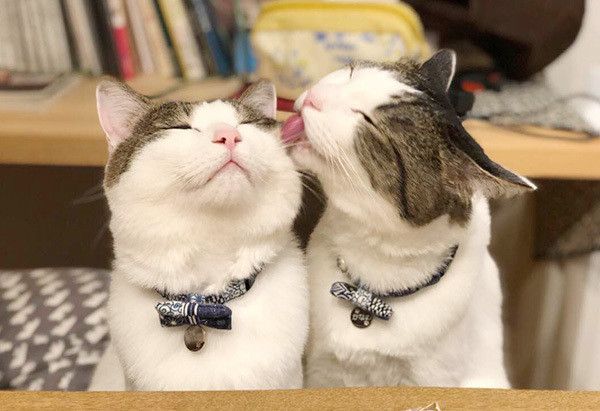 仲良しの2匹の猫