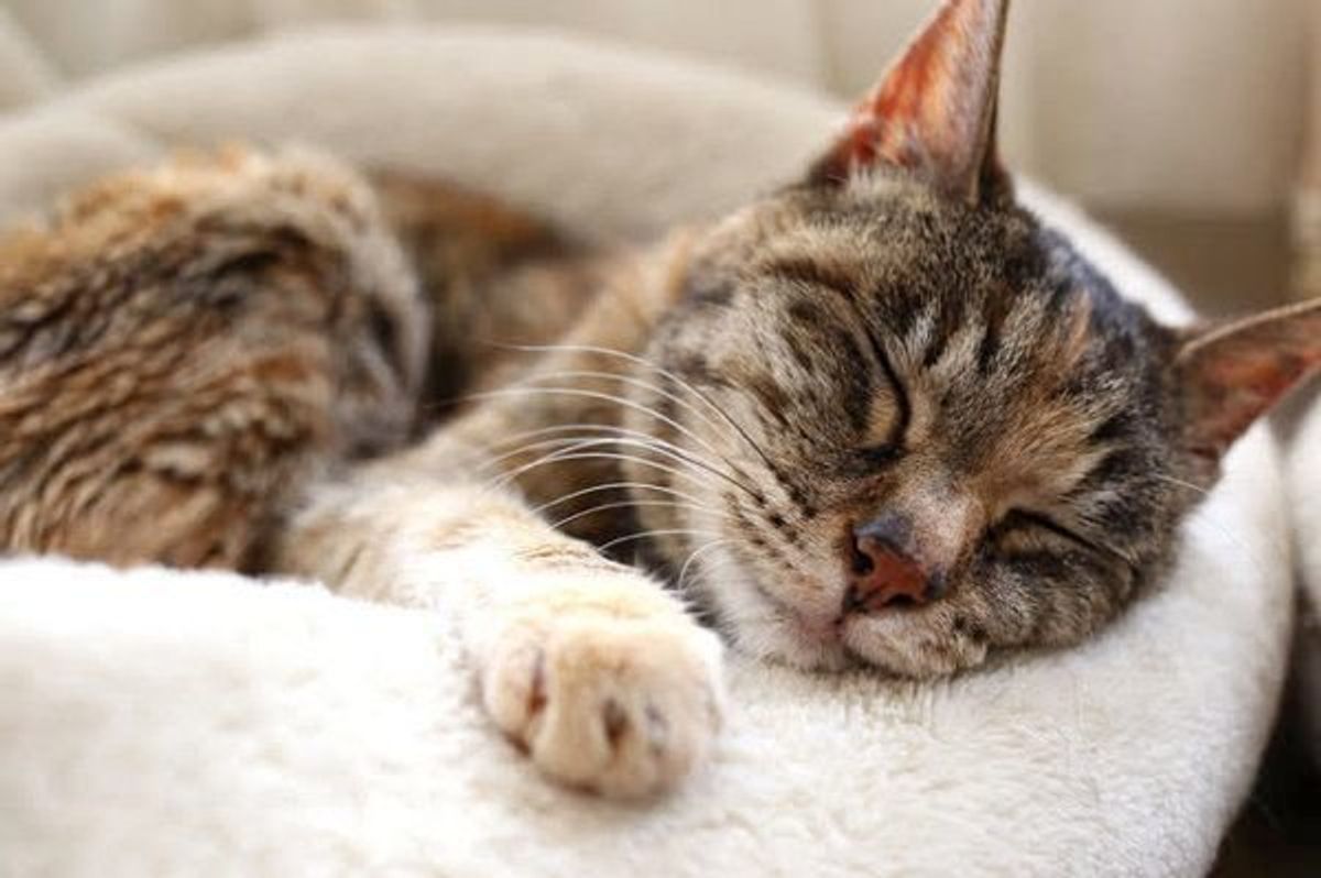 体調不良のサインかも 具合が悪そうな猫の眠り方とは ねこのきもちweb Magazine 体調不良のサインかも 具合が悪そうな猫の眠り方とは ねこのきもちweb Magazine