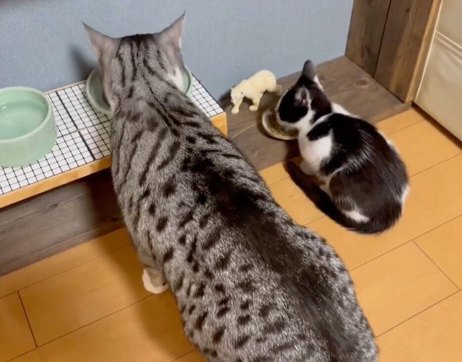 一緒にゴハンを食べるハクくん、うたちゃん