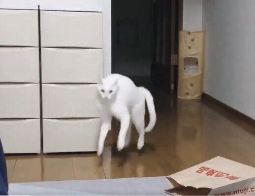 別の日の“やんのかステップ”