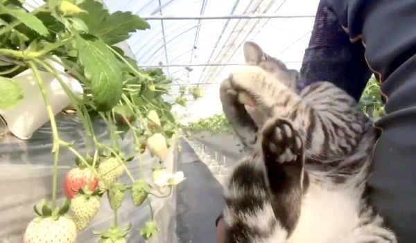 イチゴをゲットしたコタローくん