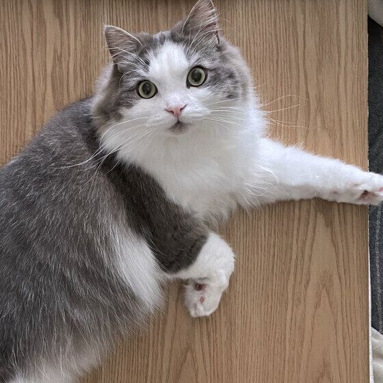 テーブルの上でくつろぐ猫