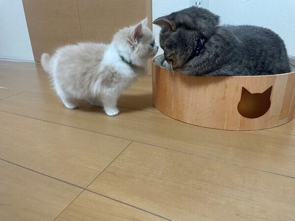 顔を近づける凛太郎くんと和音ちゃん