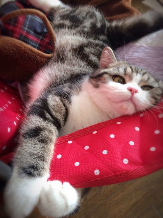 スリスリする猫