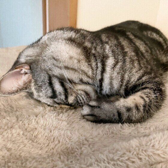 アメリカンショートヘアのそらくん