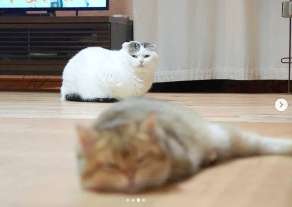 カイくんを見つめるライくん