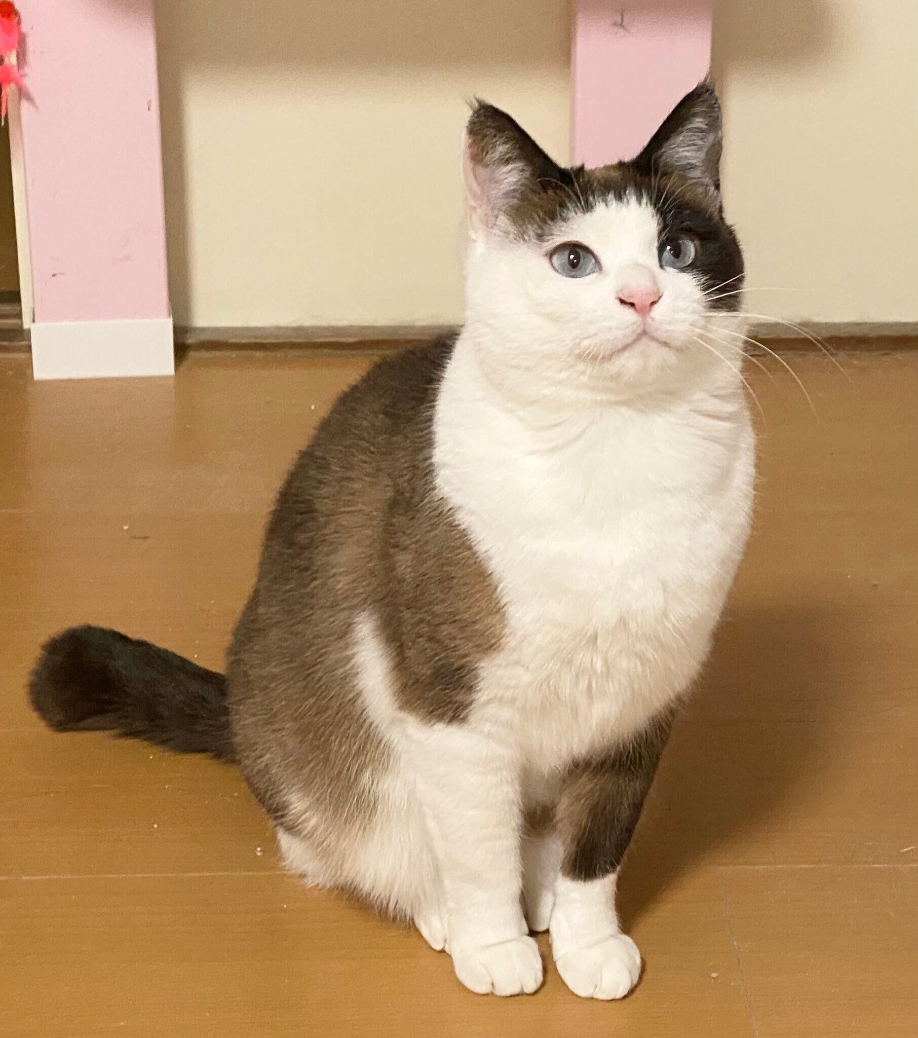 全体的に濃い茶色になり、冬毛でフサフサに