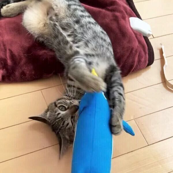 ペンギンのおもちゃで遊ぶイヴくん
