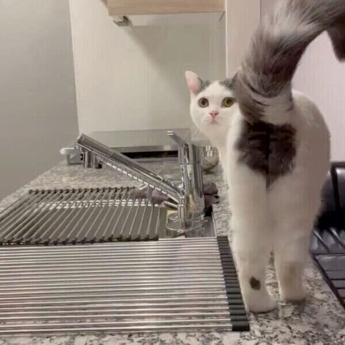 愛猫に ごは ん と言うと可愛すぎる反応が ごはん の言葉を聞いて返事をする猫の特徴 獣医師解説 ねこのきもちweb Magazine 愛猫に ごは ん と言うと可愛すぎる反応が ごはん の言葉を聞いて返事をする猫の特徴 獣医師解説 ねこのきもちweb Magazine