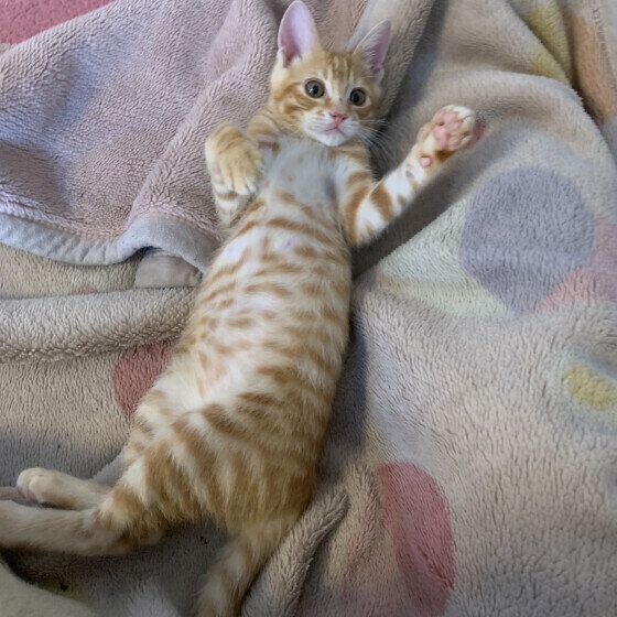 茶トラのとらのすけくん