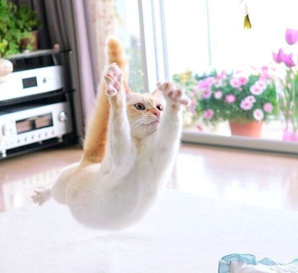 ジャンプするチャコたん