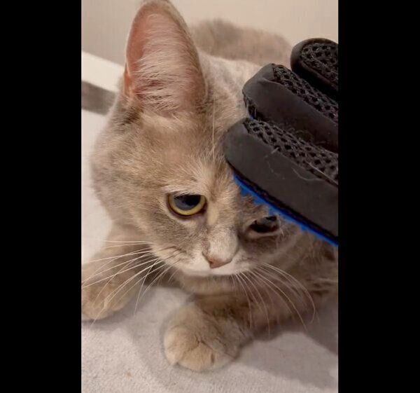 「どんな心境？」な表情をするおんぷちゃん