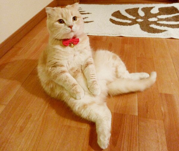 座るスコティッシュフォールド