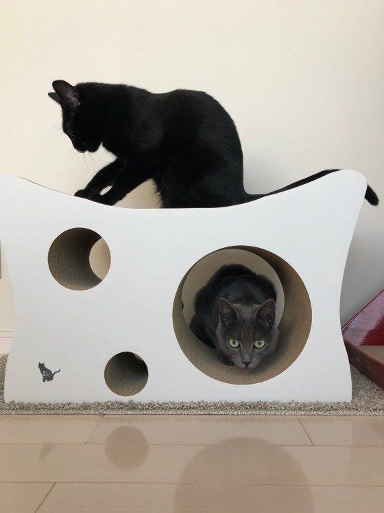 バルちゃん・MIX黒