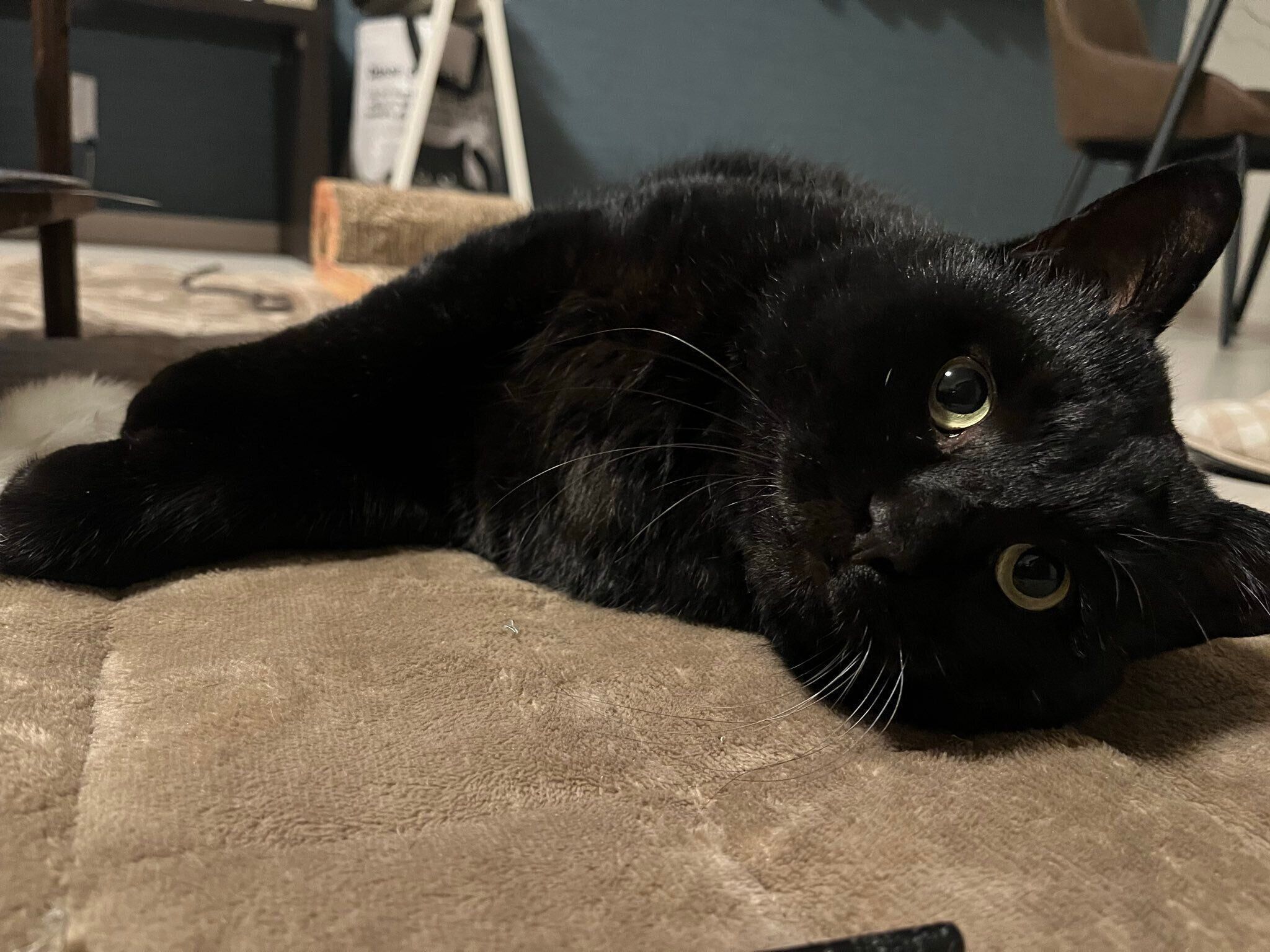 飼い主さんを見つめるクロちゃん。