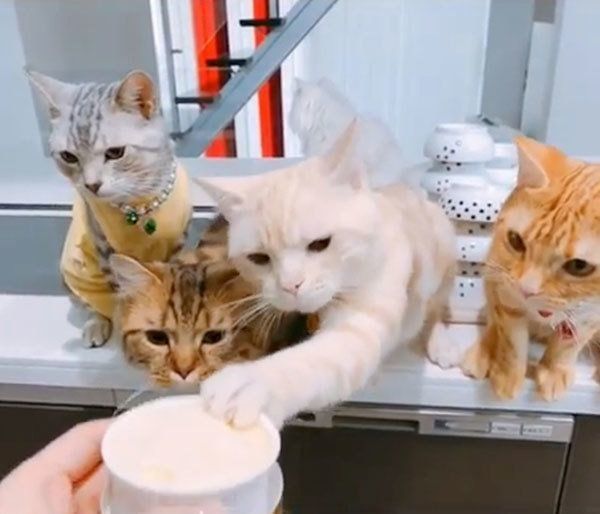 アイスを見つめるアメリカンショートヘア