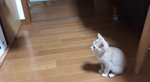 プリンターを見る猫