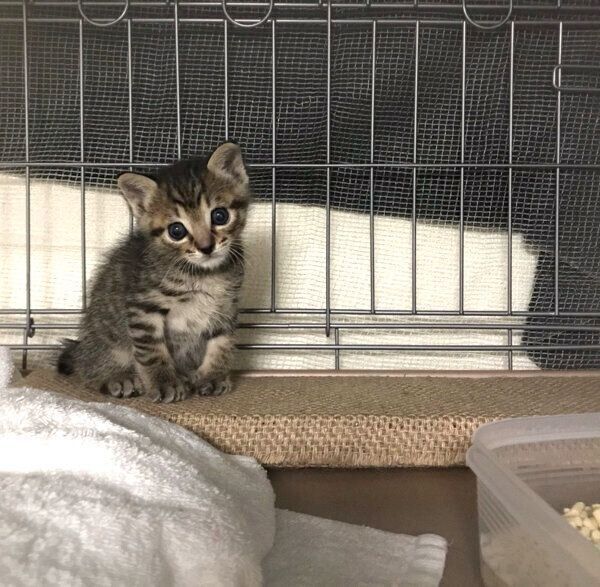 見つめるおこめくん