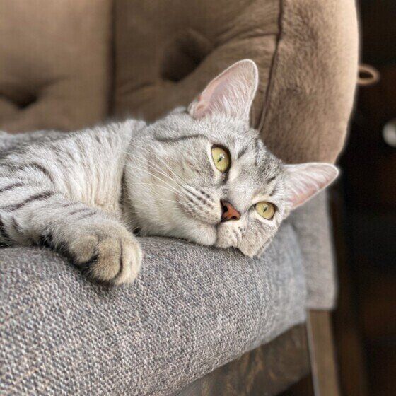 くつろぐマンチカン