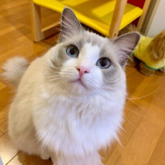 見つめるラグドール