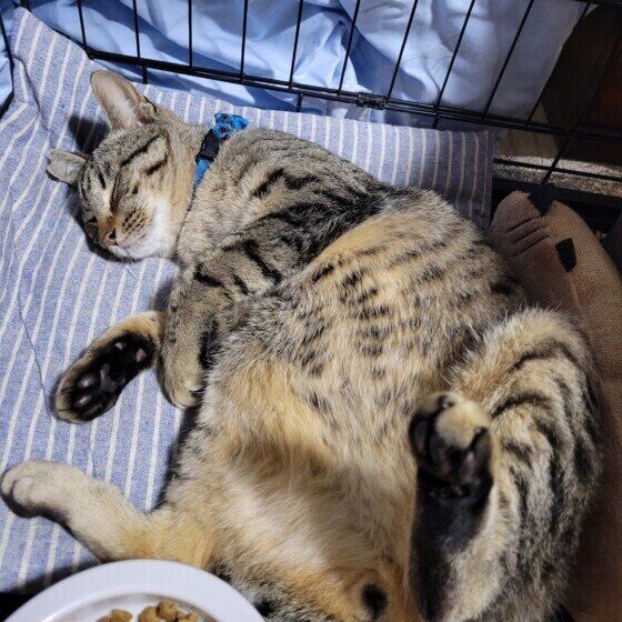 キジトラのまめちゃん