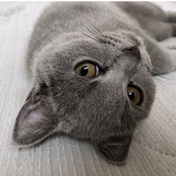 ブリティッシュショートヘアのうにちゃん